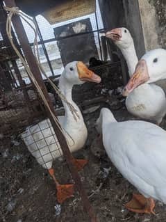 white ducks for sale long height