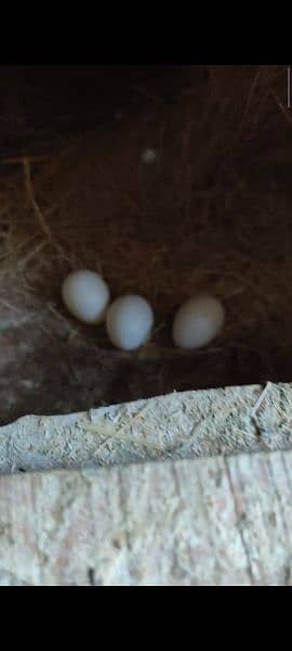 albino split pair. blue persanata pair 2