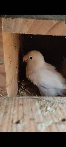 albino split pair. blue persanata pair 4