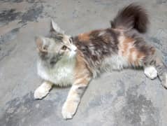 Persian female very cute and play full only 6 months. . . . triple coat