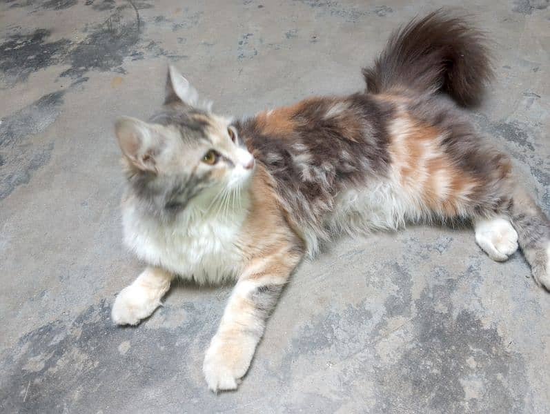 Persian female very cute and play full only 6 months. . . . triple coat 0