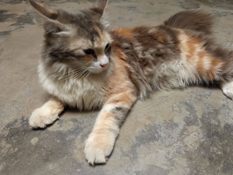 Persian female very cute and play full only 6 months. . . . triple coat 1