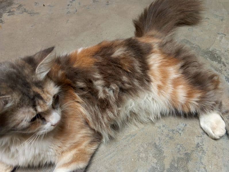 Persian female very cute and play full only 6 months. . . . triple coat 2