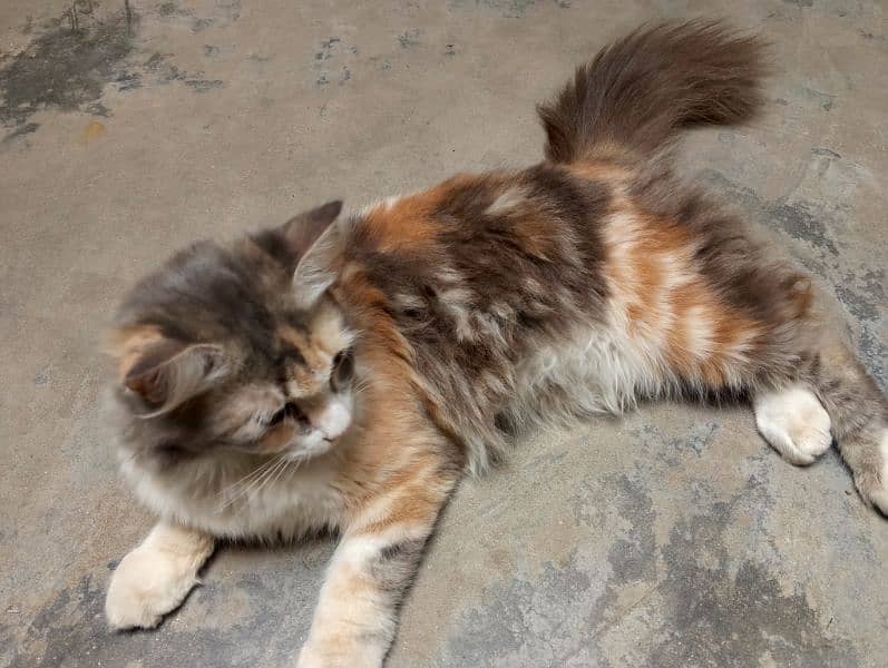 Persian female very cute and play full only 6 months. . . . triple coat 3