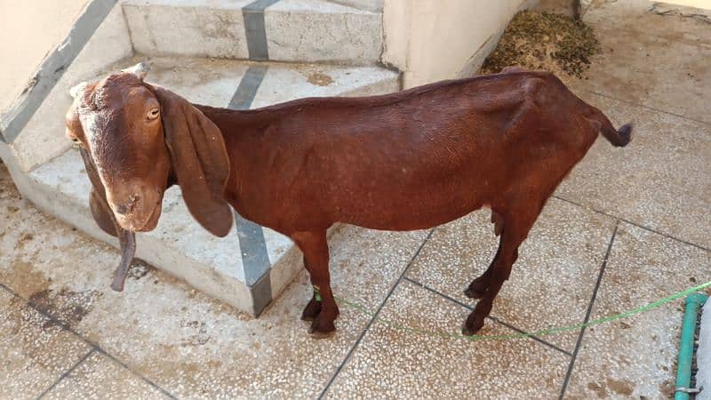 Goat for sale 0