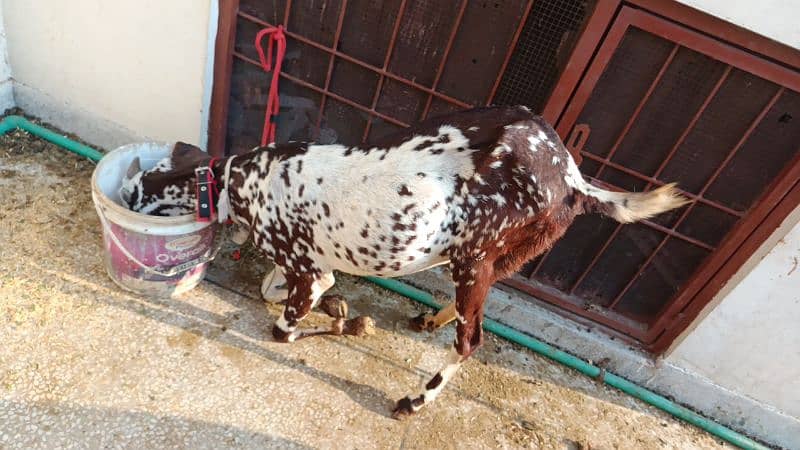 Goat for sale 1