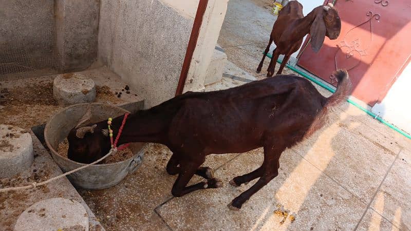 Goat for sale 3