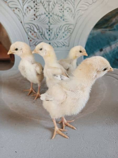 Aseel chicks 4 pcs parents pic attached 4