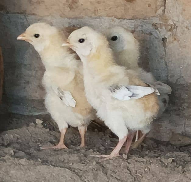 Aseel chicks 4 pcs parents pic attached 5