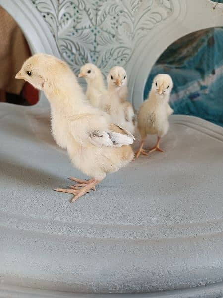 Aseel chicks 4 pcs parents pic attached 6