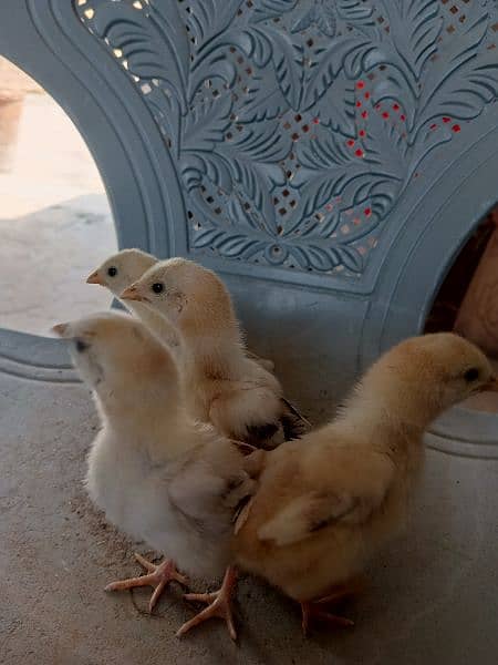 Aseel chicks 4 pcs parents pic attached 8