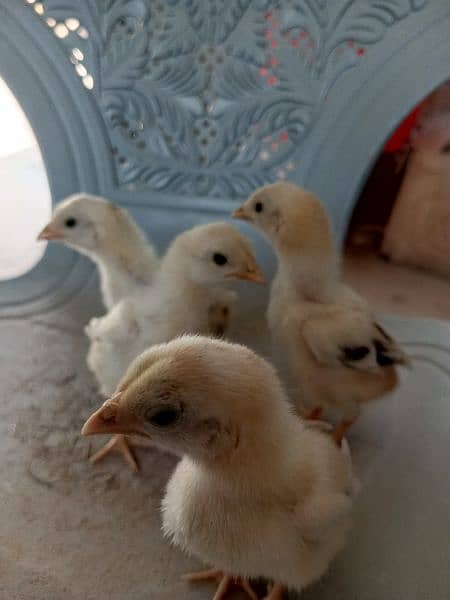 Aseel chicks 4 pcs parents pic attached 9