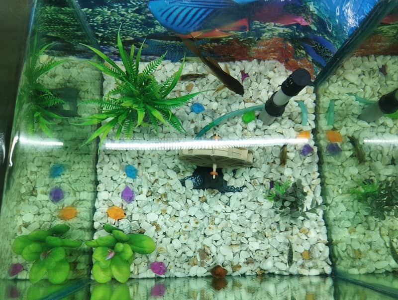 Fish aquarium 0