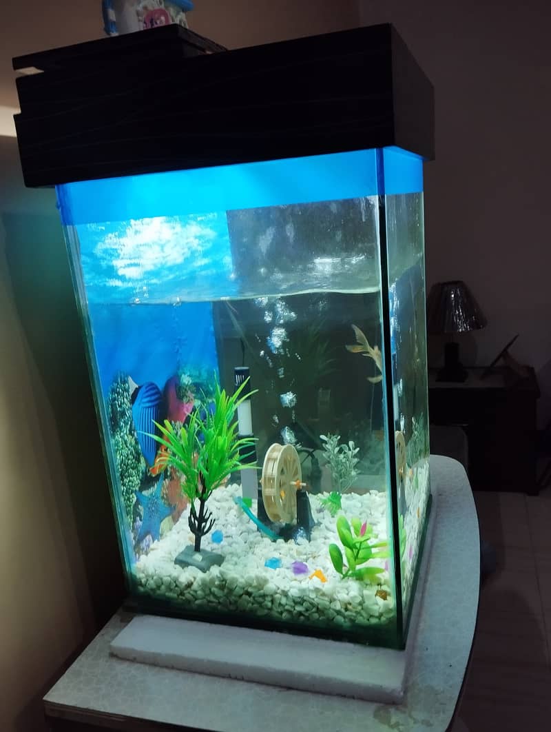 Fish aquarium 1