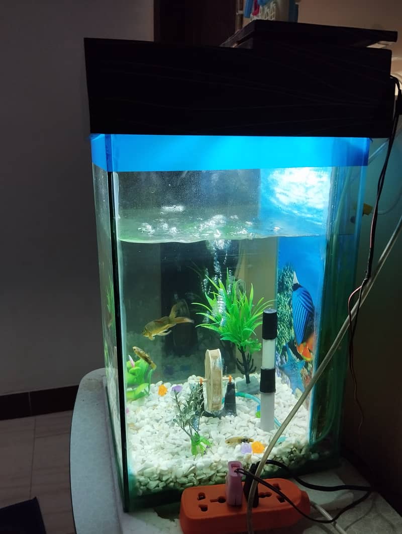 Fish aquarium 2