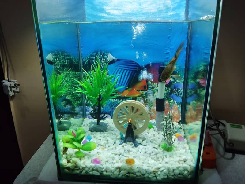 Fish aquarium 3