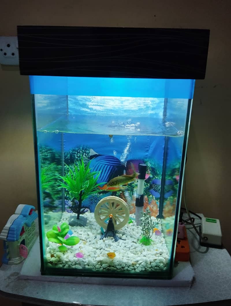 Fish aquarium 4