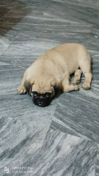 Male Pug For Sale - Dogs/Puppies/Lahore 2