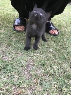 beutifull Black persian kitten for sale