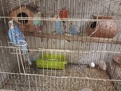 Australian Budgies both (male , female)