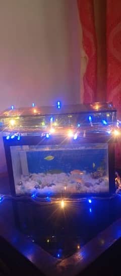 Fish  box mirror wala new condition 4 fish  for sale 
Location