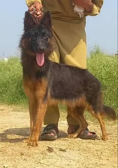 German Shepherd female 8 month for sale