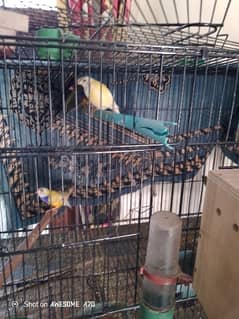 Goldean Finches & Java home breed 0