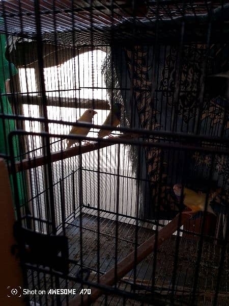 Goldean Finches & Java home breed 1