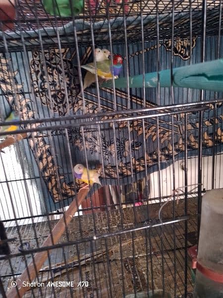 Goldean Finches & Java home breed 2