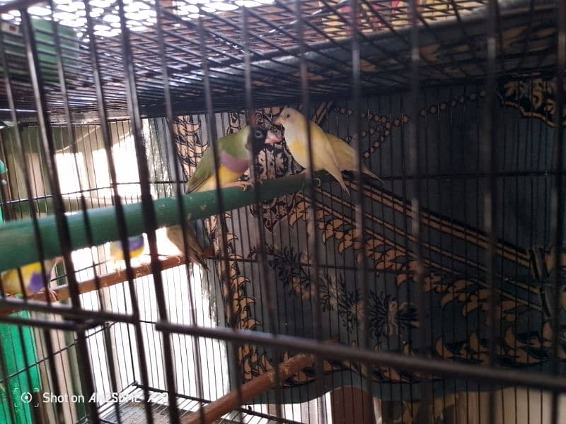 Goldean Finches & Java home breed 3