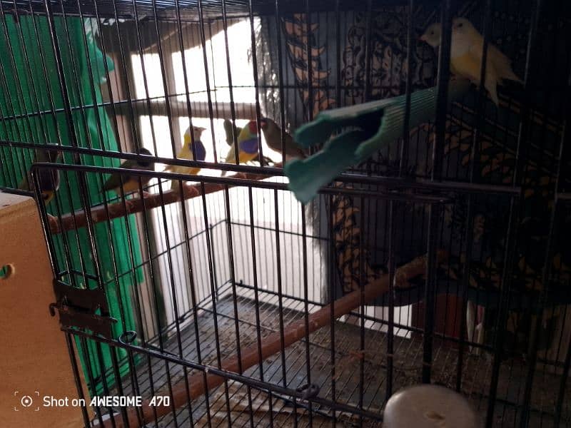 Goldean Finches & Java home breed 4