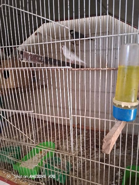 Goldean Finches & Java home breed 5