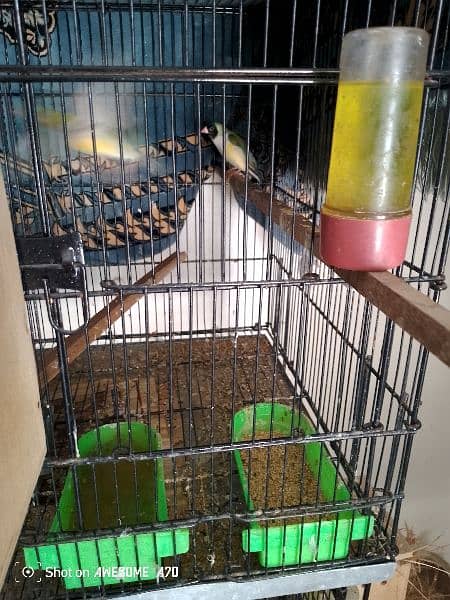 Goldean Finches & Java home breed 8