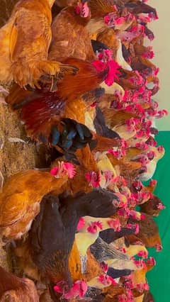 egg laying grauntee golden misri hens