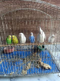 Mix parrots Ha 2 australin jory ha or ek coctail or ek albino ha