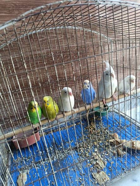 Mix parrots Ha 2 australin jory ha or ek coctail or ek albino ha 1