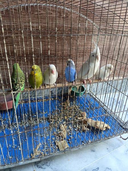 Mix parrots Ha 2 australin jory ha or ek coctail or ek albino ha 2