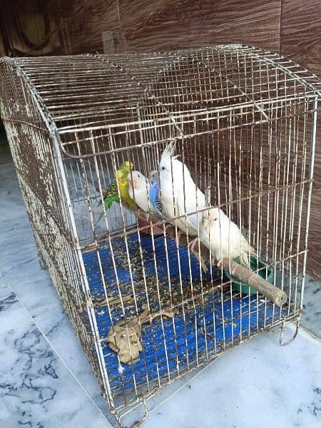 Mix parrots Ha 2 australin jory ha or ek coctail or ek albino ha 3