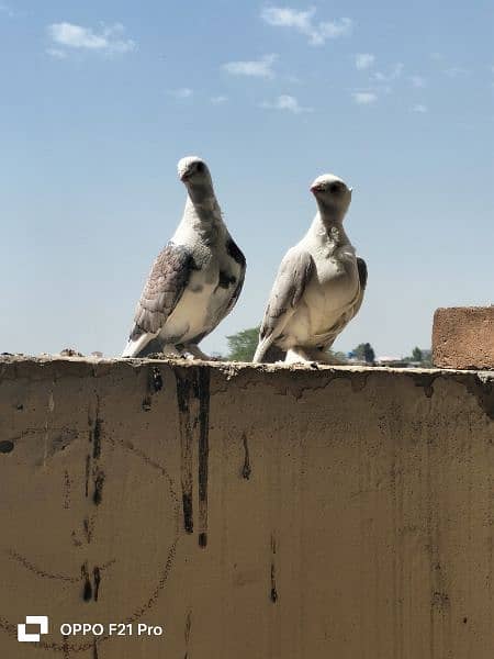 Sentient pigeon Male Female 2