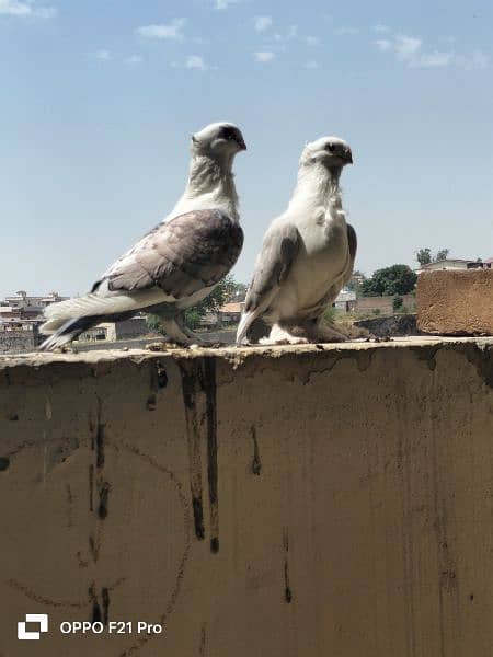 Sentient pigeon Male Female 4