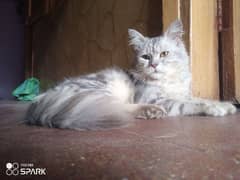 persian cat well train