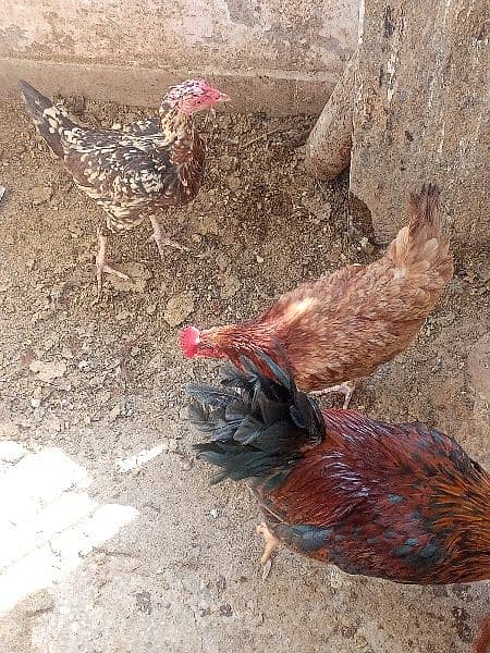 1 Cock 2 Hens 4