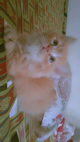 Persian Kitten 1