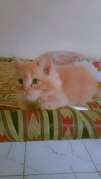 Persian Kitten 10