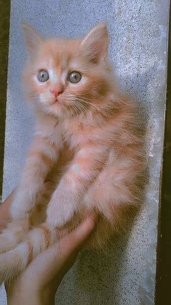 Persian Kitten 11