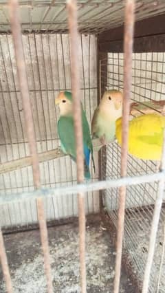 color love bird