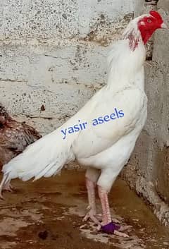 Heera chicks and aseel birds available