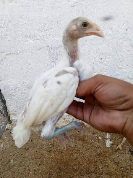 Heera chicks and aseel birds available 1