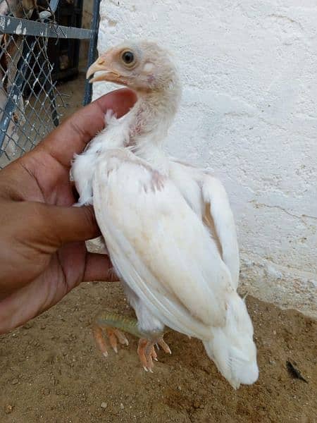 Heera chicks and aseel birds available 2