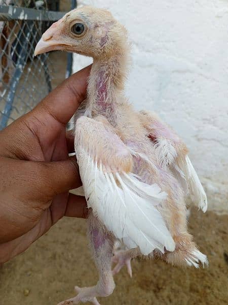 Heera chicks and aseel birds available 3